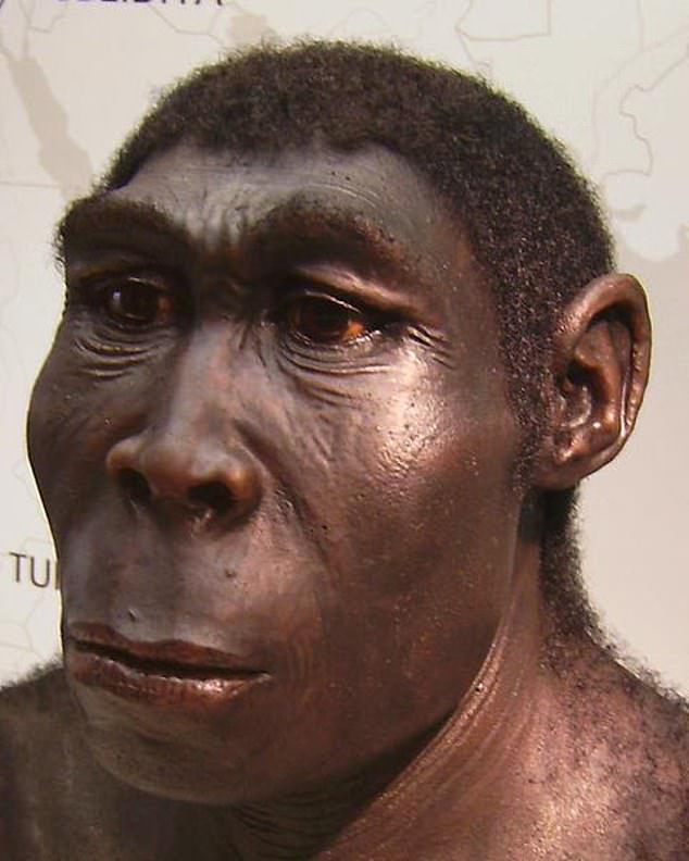ربما كان عظم الفك المتحجر ينتمي إلى أحد أفراد نوع أسلاف الإنسان القديم Homo erectus، الذي عاش قبل ما بين 1.9 مليون و108 آلاف سنة.