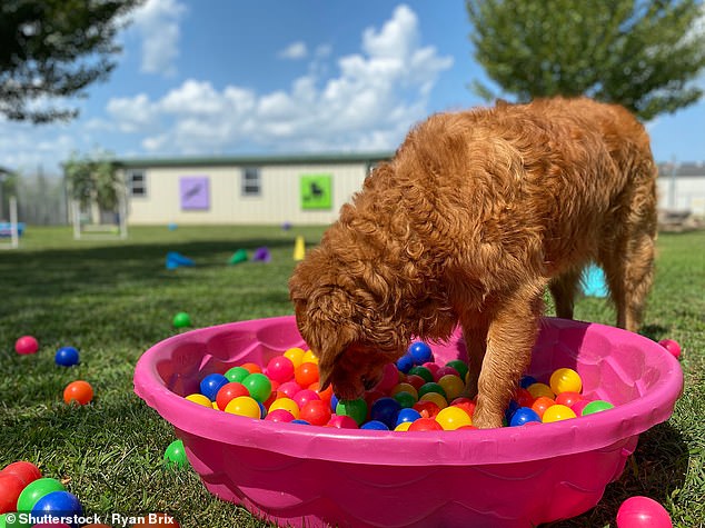 صورة مخزنة لكلب جولدن ريتريفر يلعب في حفرة كرة ملونة.  يشرح الطبيب البيطري المؤهل كيف أن إنشاء منطقة لعب مخصصة حيث يمكن لحيوانك الأليف أن يزدهر سيحفزه ويشغله