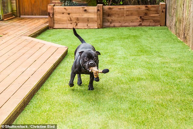 صورة مخزنة لكلب بلاك ستافوردشاير بول ترير وهو يركض ويلعب على العشب الاصطناعي من خلال التزيين في الحديقة، وهو السطح المفضل للكلب