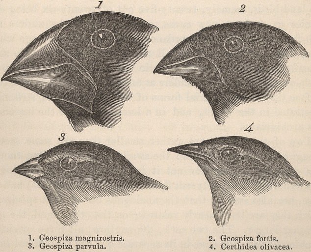 أصبحت عصافير تشارلز داروين مثالاً مشهورًا للتطور.  من المحتمل أنهم بدأوا كطائر واحد، ولكن مع تكيفهم مع بيئاتهم الجديدة، طور كل نوع جديد سمات جسدية تناسب بقائه على قيد الحياة