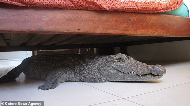 استيقظ الرجل سابقًا ذات صباح ليجد تمساحًا نائمًا تحت سريره