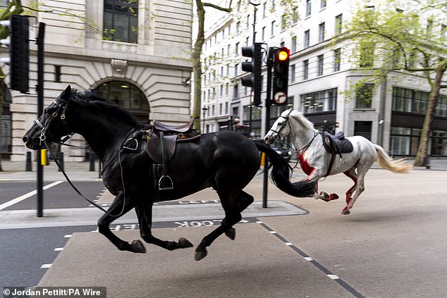 هربت خمسة خيول من سلاح الفرسان غارقة في الدماء في وسط لندن بعد أن ألقت بفرسانها العسكريين أثناء التدريب.