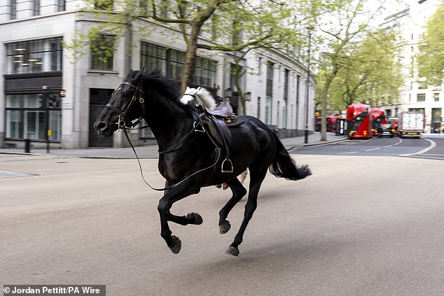 كانت الخيول تجري بسرعة معينة بعد أن أصيبت بالفزع أثناء ممارسة الرياضة