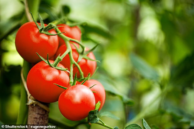 الطماطم الحمراء الناضجة الجميلة المزروعة في الدفيئة (صورة مخزنة)