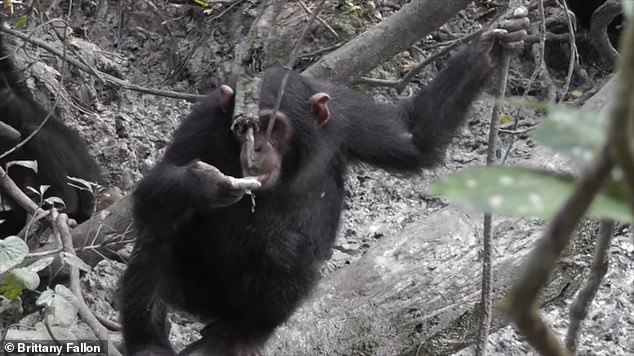 الطين غني بالمغذيات الدقيقة الأساسية التي يحتاجها الشمبانزي للبقاء على قيد الحياة، ويعرف العلماء منذ فترة طويلة أن الحيوانات في أوغندا تأكله.