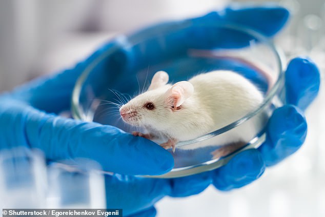 أجريت الدراسة على مجموعتين من 20 الفئران.  الفئران التي فقدت وزنها قبل التطعيم نجت جميعها من الإصابة بالأنفلونزا، ولكن أولئك الذين لم يتبعوا نظامًا غذائيًا لم ينجوا.