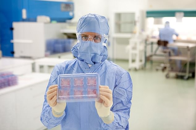 أحد العلماء يحمل إبيسكين، الجلد المُحاكي الذي تم إنتاجه في المختبر والمصنوع من خلايا جلد بشرية حقيقية.
