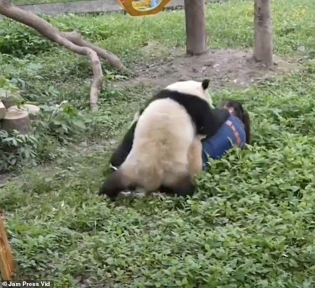 مخالب الباندا على رأسها ويبدو أنها تقضم رقبتها وذراعيها وساقيها
