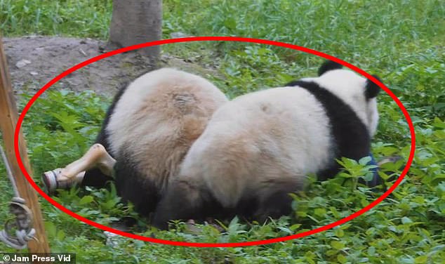 يتدحرج العامل العاجز من جانب إلى آخر، على أمل إخراج الباندا الضخمة