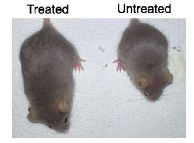 عولجت الفئران المصابة بالشياخ بالعلاج الجيني