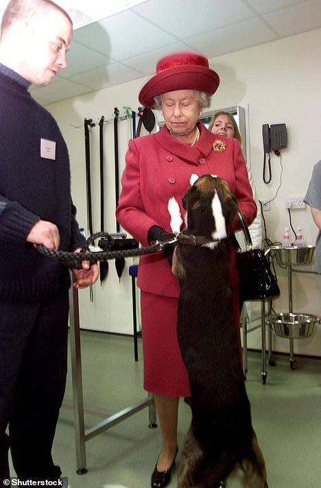 يقفز الكلب الأذى لتحية الملكة إليزابيث أثناء إعادة افتتاح مستشفى بلو كروس للحيوانات في عام 2001. الملكة ليست سعيدة للغاية