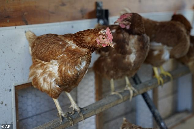 يقول الباحثون إن استخدام هذه التقنية يمكن استخدامه لتقييم رفاهية الدجاج في الأسر والحكم على جودة العلاقات بين الإنسان والدجاج (صورة أرشيفية)