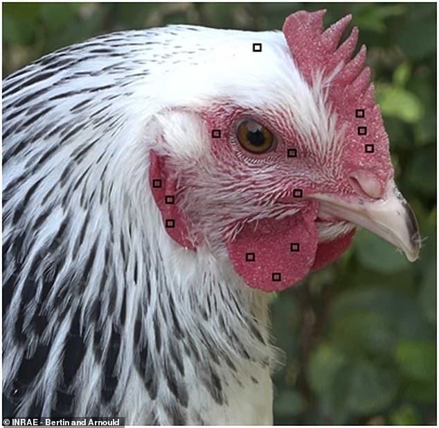 تمت دراسة وجوه الدجاج بواسطة برنامج حاسوبي قام بتقييم تفاصيل وجوهها (في الصورة) لمعرفة كيف أصبحت أكثر احمرارا أثناء التحريك
