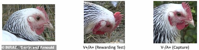 تظهر هذه الصور الثلاث دجاجة في ولايات مختلفة.  يكون وجه الدجاج شاحبًا عندما يكون هادئًا (يسار)، وأكثر احمرارًا قليلاً عند تلقي المكافأة (الوسط)، وأكثر احمرارًا عند القبض عليه (يمين).