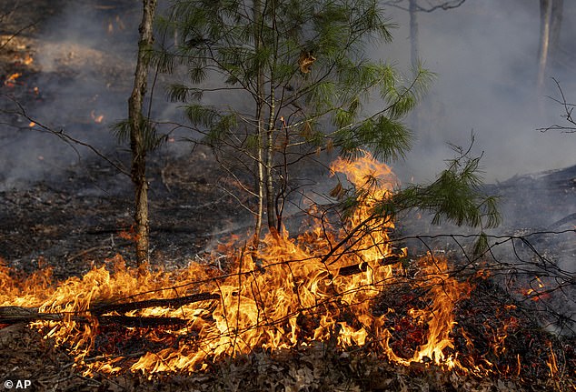 اشتعلت النيران في كومة من أوراق الشجر والشتلات على طول طريق بيك ماونتن أثناء حريق غابات، الأربعاء 20 مارس 2024، بالقرب من راولي سبرينغز، فيرجينيا.