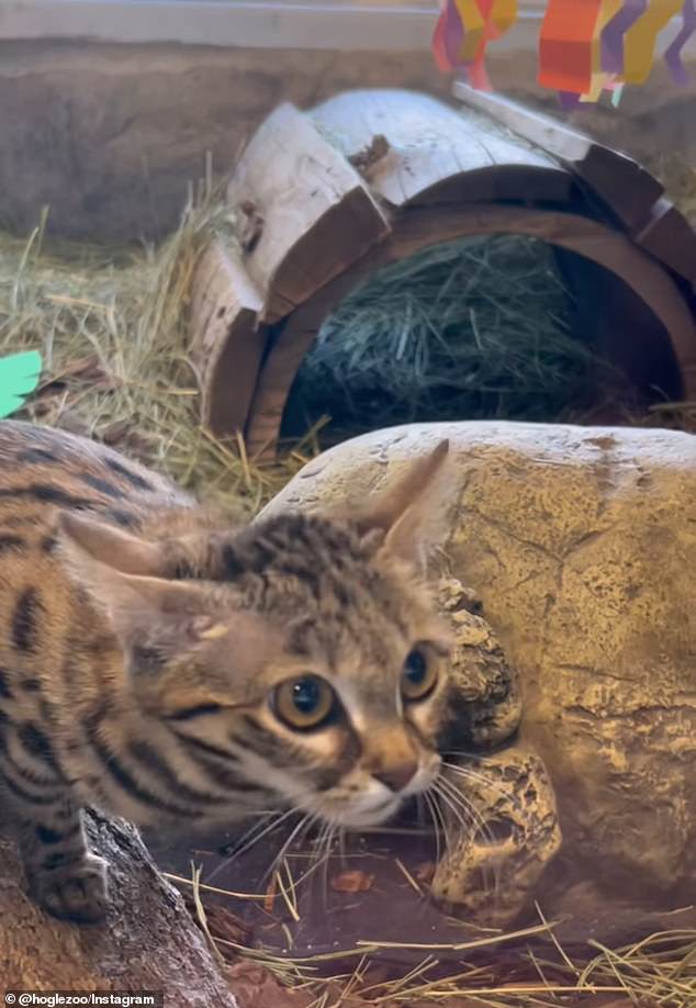 كانت القطة في حديقة الحيوان في ولاية يوتا خلال الأشهر الستة الماضية