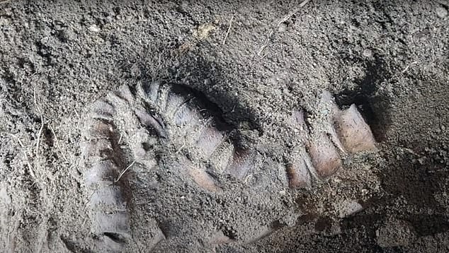 في الصورة: العمود الفقري الذي تم العثور عليه في الموقع بعد أن اكتشفه علماء الآثار