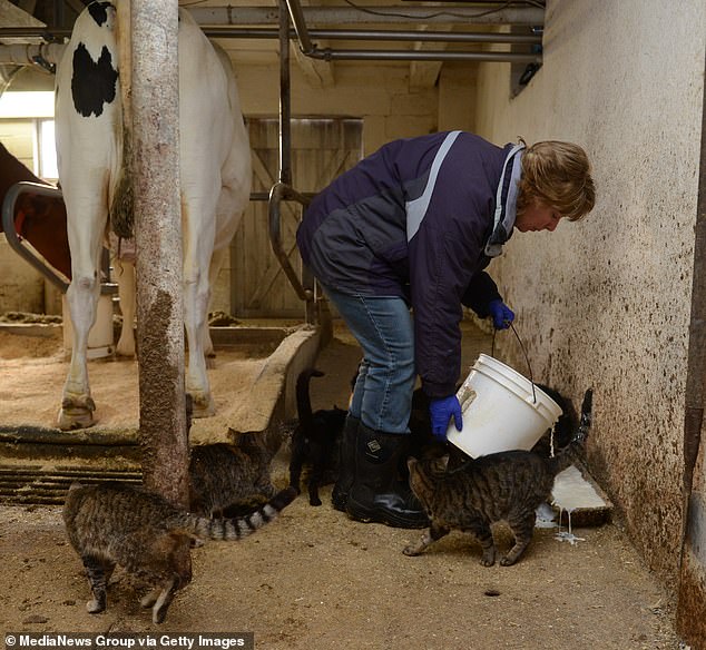 عندما مرضت الأبقار في مزرعة الألبان، مرضت القطط بعد يوم واحد فقط.  مات أكثر من نصف القطط الـ 24 الموجودة في مزرعة واحدة خلال ثلاثة أيام
