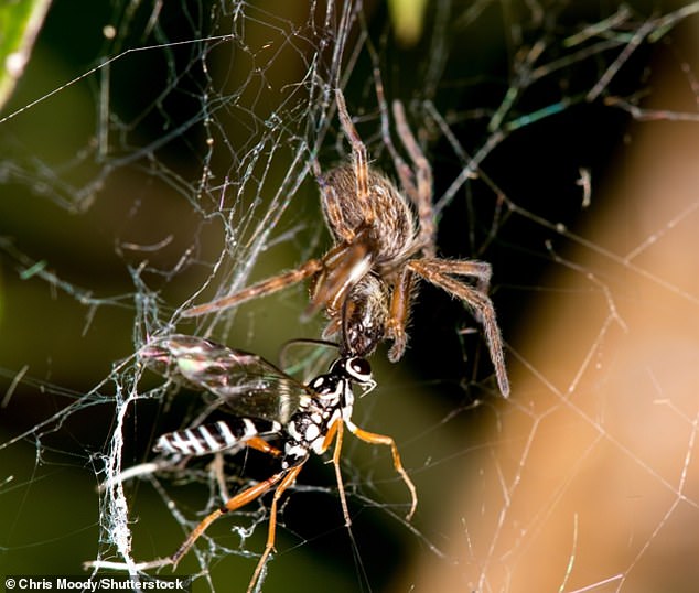 وينتشر أيضًا عنكبوت بادومنا لونجينكوا، المعروف أيضًا باسم عنكبوت البيت الرمادي، في جميع أنحاء بريطانيا.  تم تصوير هذا النوع هنا وهو يلتهم دبورًا في روتوروا، نيوزيلندا