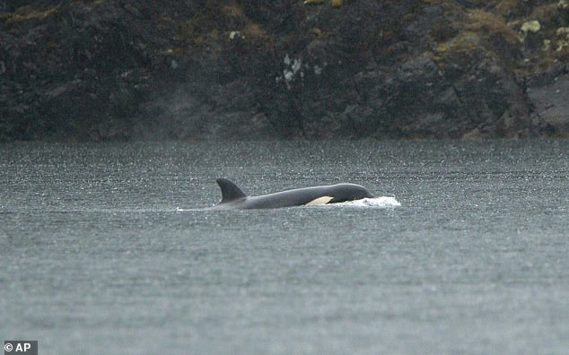 رفضت الحوت اليتيم (في الصورة) مغادرة البحيرة على الرغم من محاولات رجال الإنقاذ لإغرائها بالخروج باستخدام أنابيب أويكومي المعدنية التي يتردد صداها في الماء لقطيع الحيتان.