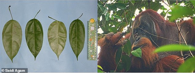 أوراق نبات أكار كونينغ (يسار)، وهو نبات يستخدمه الناس في إندونيسيا لعلاج الزحار والسكري والملاريا.  إنسان الغاب راكوس (على اليمين) يأكل أوراق الشجر.