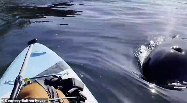 شقت الحوت القاتل طريقها إلى هايز وسبحت تحت لوح التجديف الخاص به - قبل أن تخرج فجأة من الماء على بعد بوصات منه فقط
