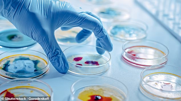 استخدم فريق من الباحثين في جامعة خبي الطبية مرضا معديا يصيب الماشية وأضافوا بروتينا موجودا في الإيبولا يسمح له بإصابة الخلايا والانتشار في جميع أنحاء جسم الإنسان (مخزون)