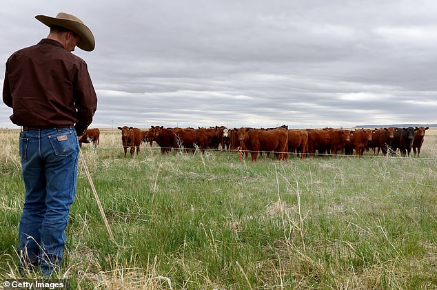 ويقول الجمهوريون إن الأطعمة الجديدة ستضر بمربي الماشية والمزارعين ومصانع تعبئة اللحوم