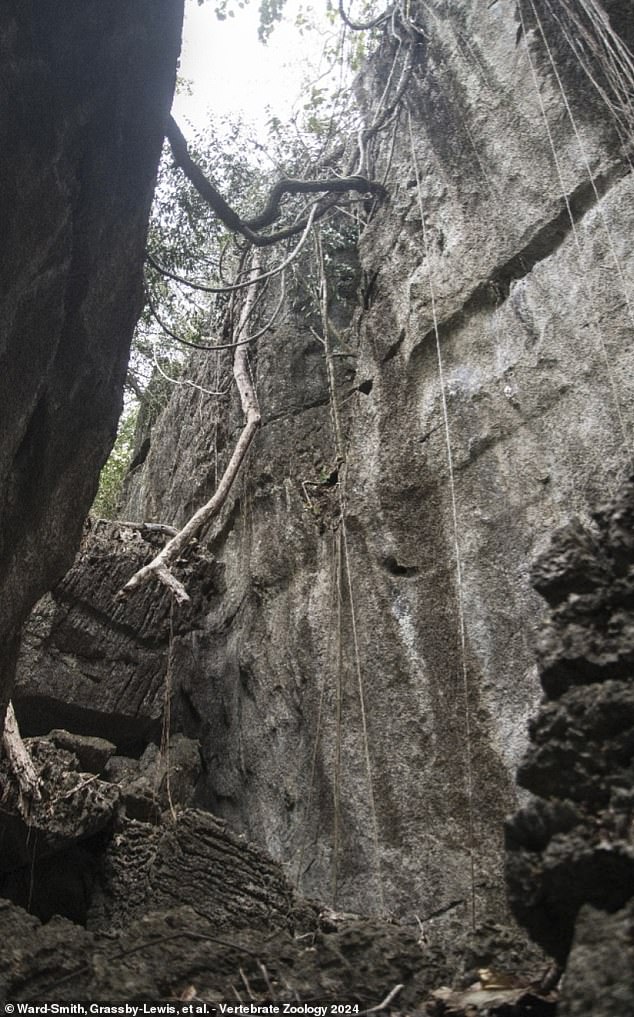 وقال الباحث إنه تم رصد الثعبان الجديد وهو يتسلق منحدرًا يبلغ ارتفاعه 50 قدمًا تقريبًا.  