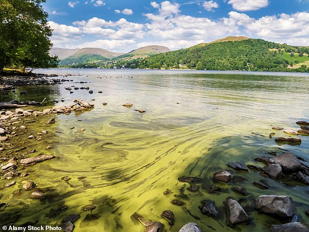 في كل صيف، تبدأ بحيرة ويندرمير بالتحول إلى اللون الأخضر، حيث تؤدي درجات الحرارة الأكثر دفئًا إلى زيادة احتمالية تكاثر الطحالب