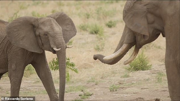 ووجد العلماء أن أساليب الاتصال التي تستخدمها الأفيال أثناء التحية تختلف باختلاف ما إذا كان الفيل الآخر ينظر إليها