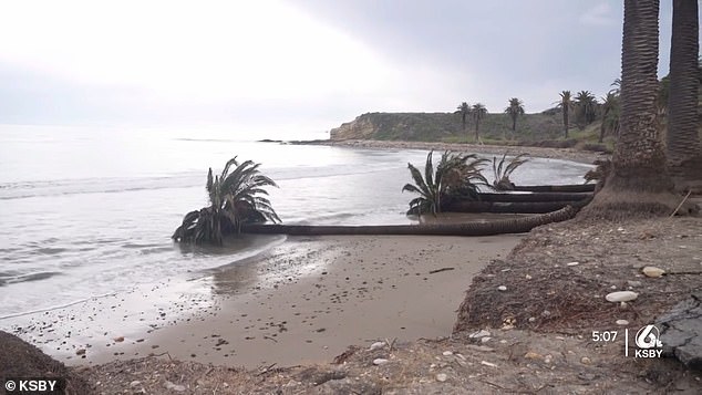 وكان الشاطئ معروفًا أيضًا بأشجار النخيل التي يبلغ عمرها 100 عام والتي تمزقها العواصف.