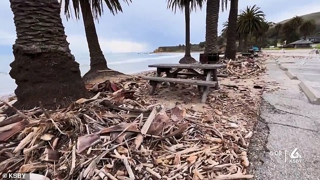 اقتلعت الأشجار وتناثر الحطام عبر الشاطئ بسبب الطقس
